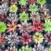 petiteplant